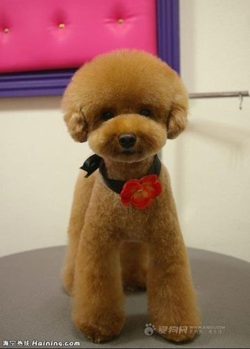 贵宾犬照片/贵妇犬照片/泰迪照片/贵宾照片/贵妇照片/泰迪照片