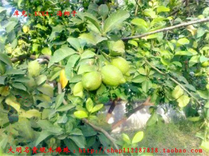 又名:库克木,库克果,库克,kuka,海椰子外文名:kuka中文名:库克大明