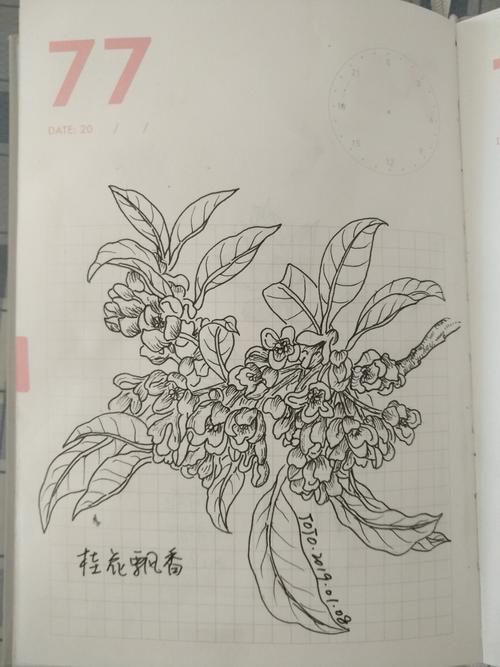 桂花飘香