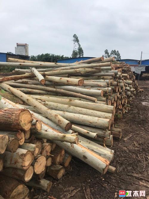 长期低价出售桉树原木,桉木板材,单板,木皮,木芯,圆芯棍 - 批木网