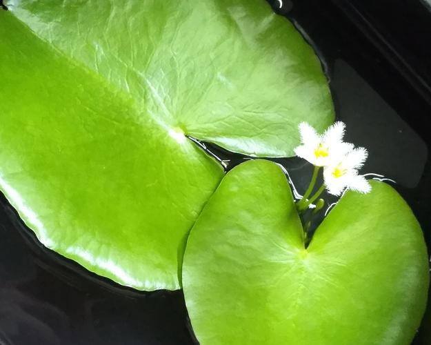 一叶莲花