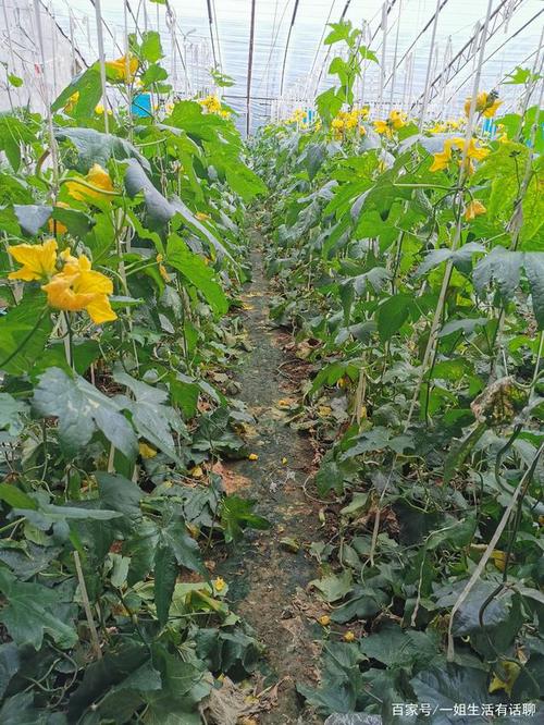 走进丝瓜大棚,看看丝瓜怎么种植的?菜农:种植大棚,真的不容易