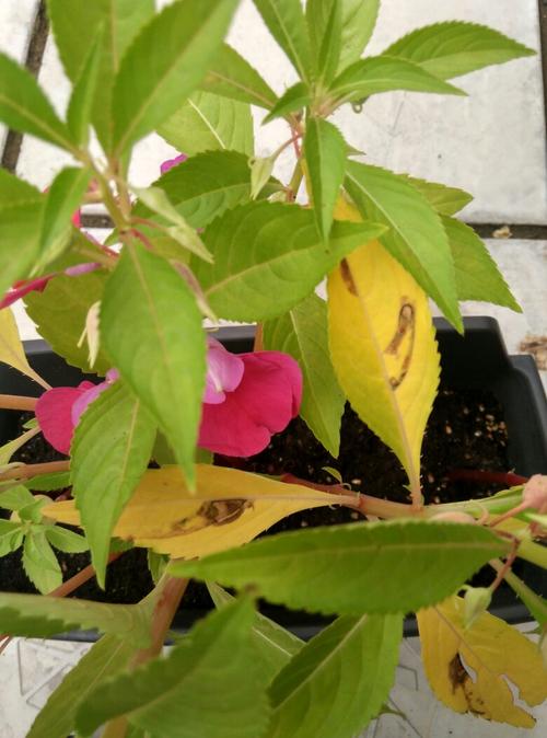 凤仙花的叶子黄了,叶子中间有烧黑样,为什呢