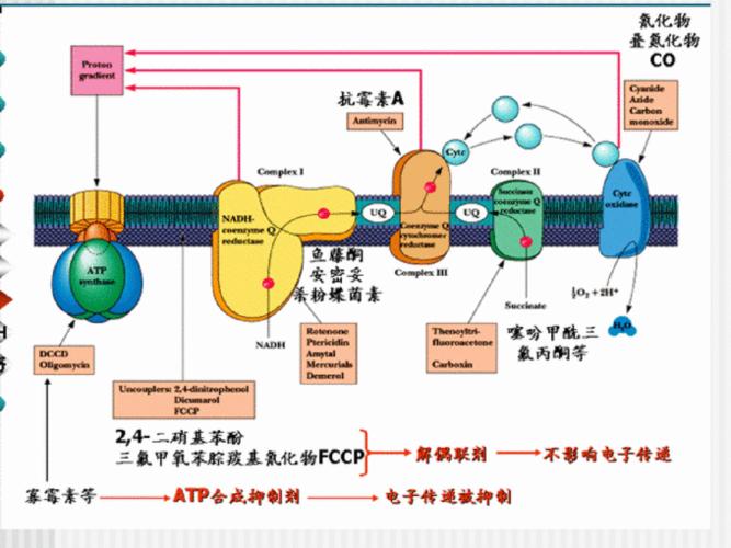 第六章 生物氧化 ______ 电子传递和氧化磷酸化