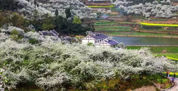 三岔镇台湾邨 3 美美哒! 再见!遵义县! 你好!播州区!