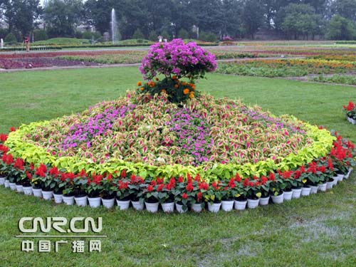这是记者日前在北京金都恒达园林绿化处东北旺苗圃举办的奥运花卉展示