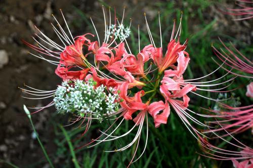 饥荒恶魔之花有什么用