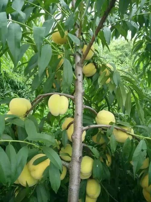 锦绣黄桃树苗 黄桃树苗 新品种桃树苗直供 湖北桃树苗