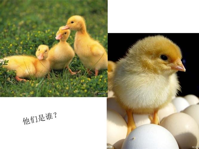 小班科学活动:小鸡和小鸭.ppt