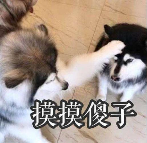 摸摸傻子