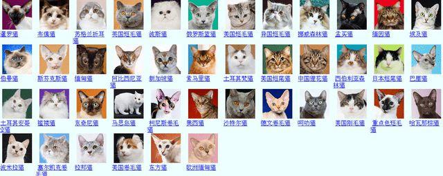 全网最全的猫咪大全,快收藏