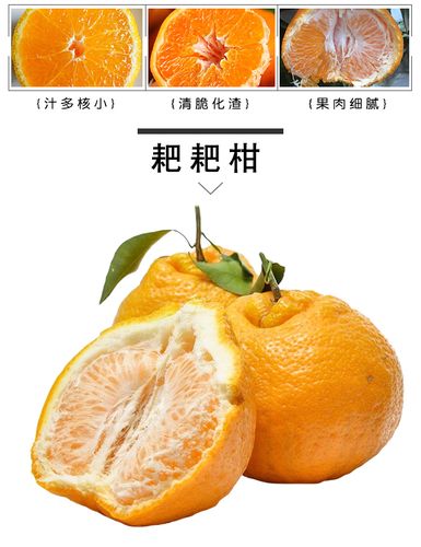 【凉山农特产馆】 四川眉山耙耙柑 春见不知火 丑柑 新鲜水果橘子 大