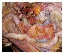 鸡坏死性肠炎有哪些症状鸡得了坏死性肠炎该怎么办