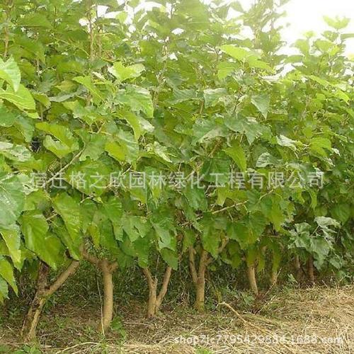 桑树苗批发质优大量桑葚树苗 可以盆栽桑葚树苗园林绿化