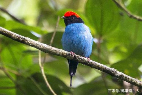 鸿运当头的小鸟——一组超可爱红头小鸟摄影作品(图)