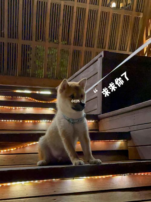 小柴犬第一次下楼梯满脸写着拒绝哈哈哈哈_柴犬_金山岭.