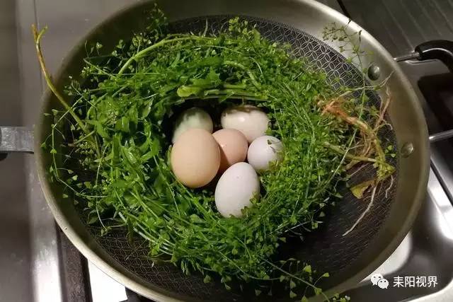 又到一年三月三,荠菜煮蛋赛灵丹!