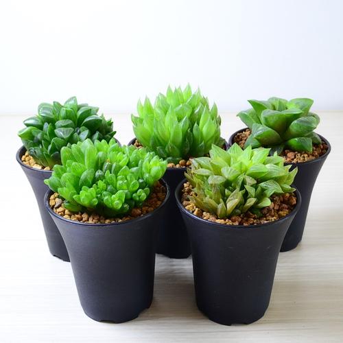 玉露多肉植物包邮 透明 清仓