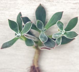 【锦晃星】毛绒粉嫩 多肉植物 景天科 懒人植物 易养护