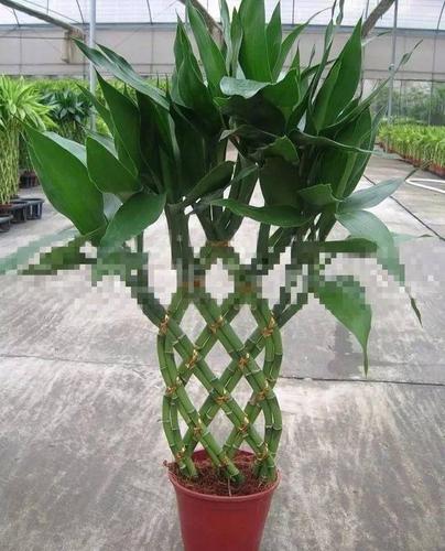 富贵竹造型在家做,用绳子一捆绑,简单搞定葫芦形!