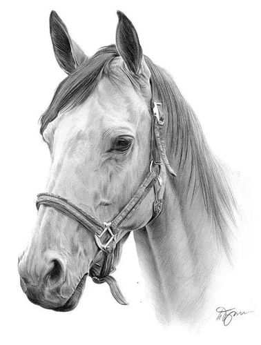 这绝对是我见过的最英俊潇洒的马了素描太酷了