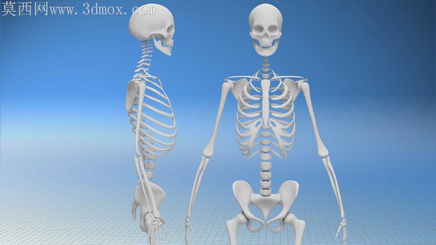 人体骨骼