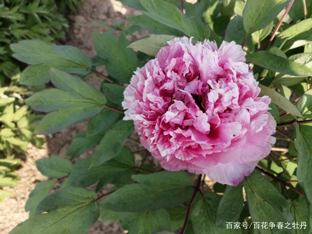 10大稀有牡丹品种,花卉市场很难寻到,光看图就醉了简直美轮美奂