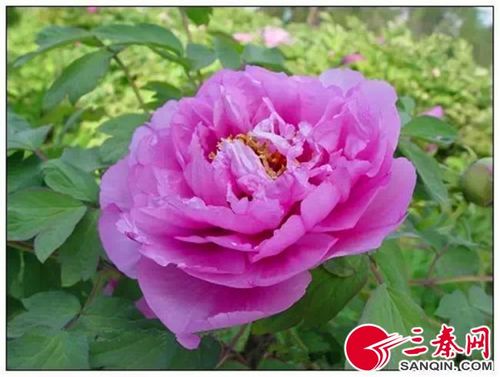 韩城金塔公园牡丹花开了,太美了!