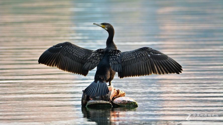 大明湖来了鸬鹚(二)