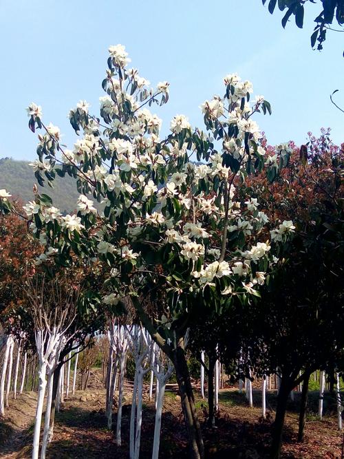 木兰花―――落叶小乔木,主枝高大,木质有香气,木兰花花开时满树洁白