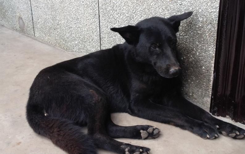 我有更好的答案 中华田园犬.换句话就是 土狗.