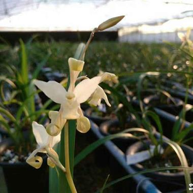 仙山金燕3个头1芽 - 中国兰花交易网