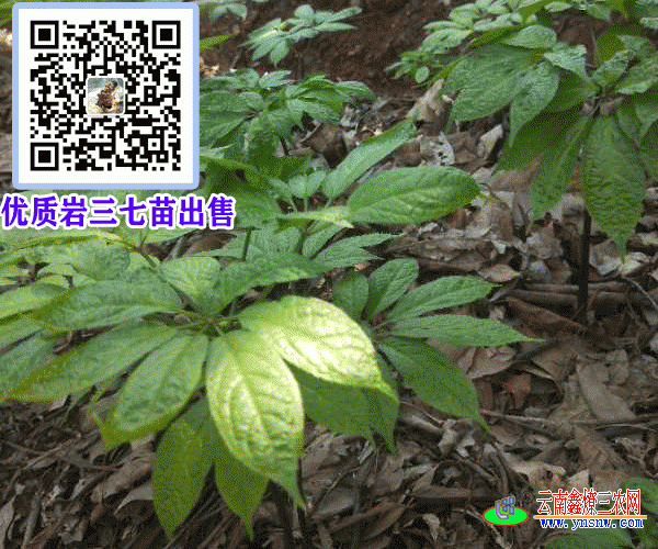 岩三七苗_岩三七小苗_云南岩三七种苗批发和功效