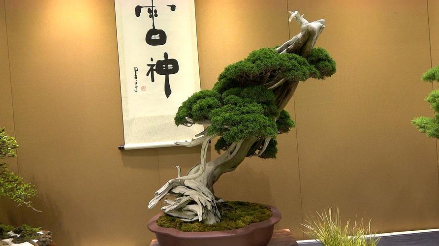 爱木盆景i无从下手的柏树也能做盆景,这个思路不错,风动式造型