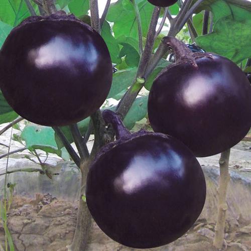 株高1.1米.叶箭形较宽,深绿色.球茎近圆形,纵径4～5厘米,横径4～4.