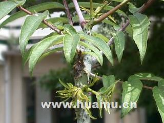 食茱萸(鸟不踏,红骨刺葱)小苗批发