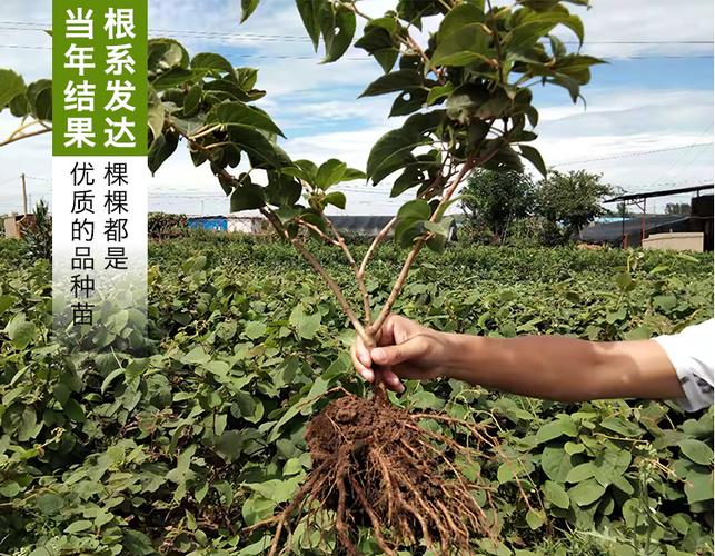 安娜软枣猕猴桃苗 基地直销 保证品种