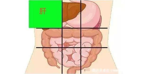 胃疼和肝疼对照图片看看你的肝和胃分别在哪里