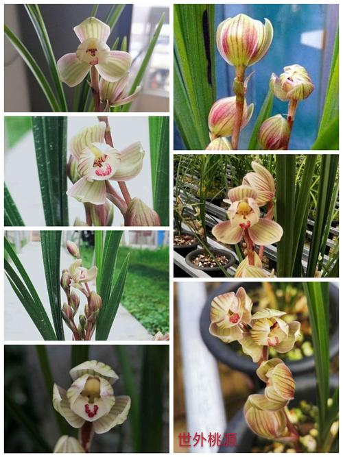 卷三,春剑篇荷瓣录