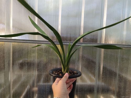 新店聚拍 墨兰 江山美人 2苗1芽