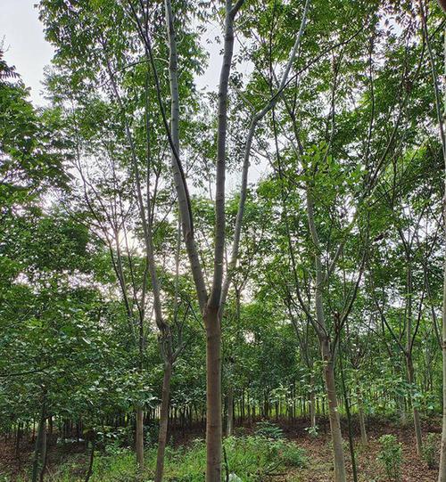 北方常用的观花乔木