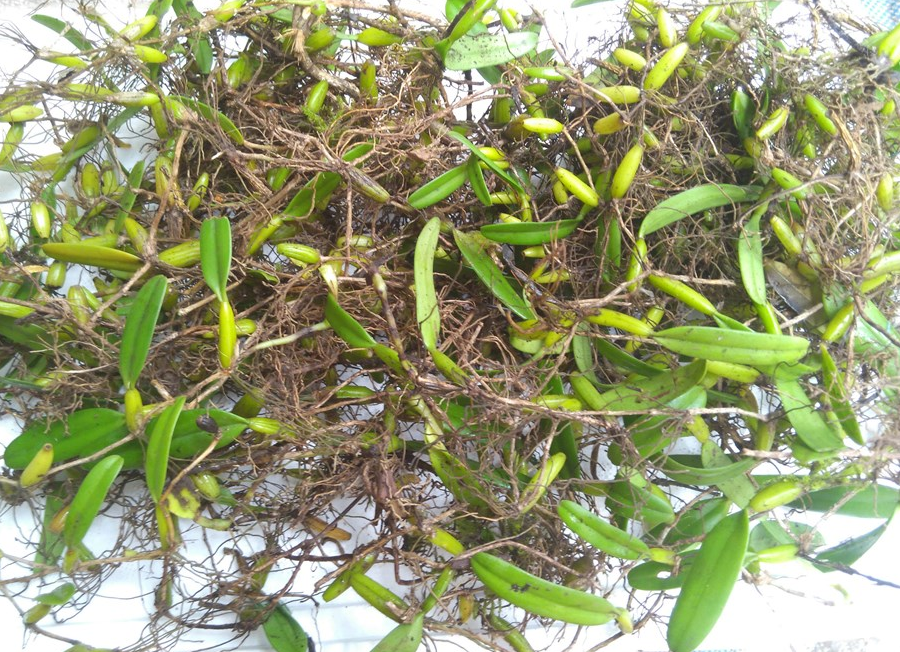 农村植物"果上叶",药用价值极高,若是你遇到,千万不要