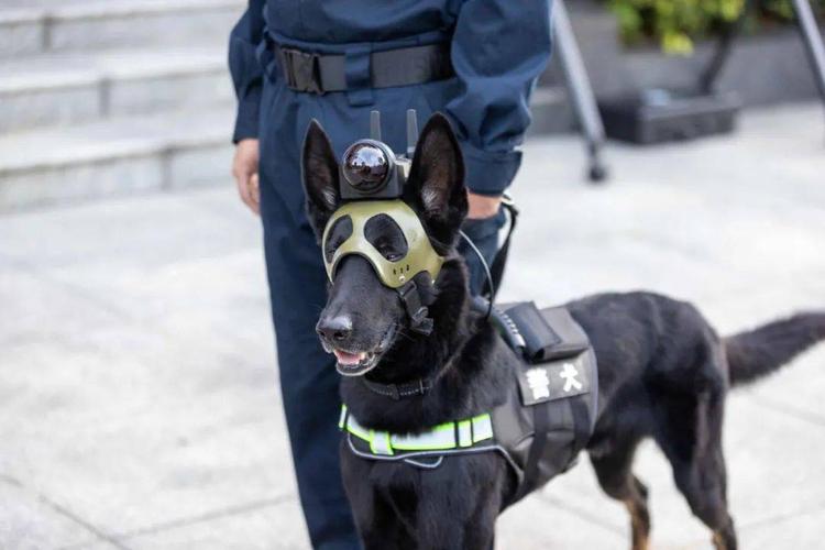 警犬界"钢铁侠"亮相广州!穿戴式战训装备加持,战斗力爆表!