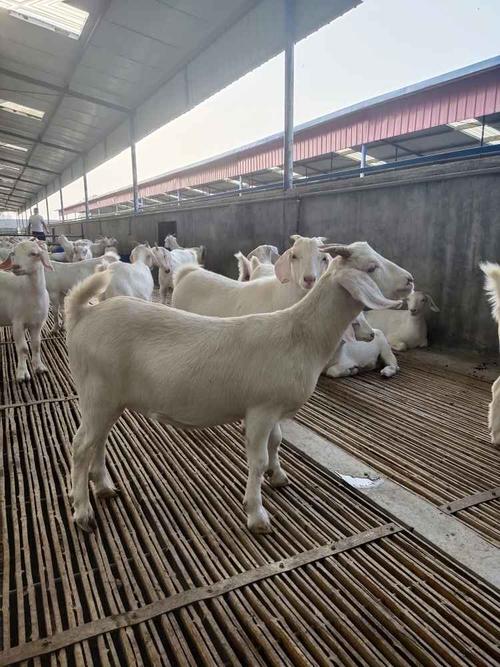 河北哪里有卖白山羊的