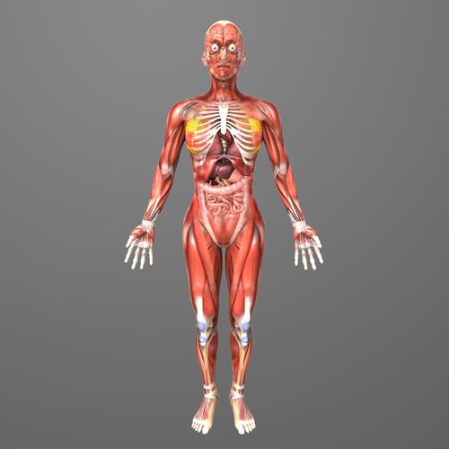 人体女性解剖学3d模型