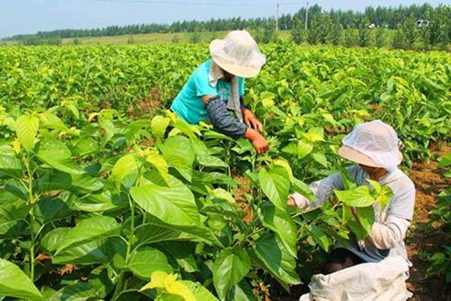 在桑树生产中,应该怎样进行土壤管理和桑树管理