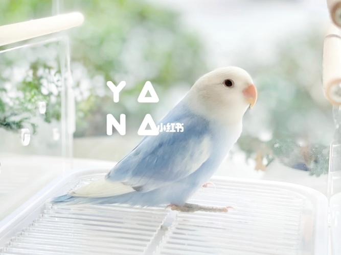 白底蓝紫闪派宝宝_鹦鹉_牡丹_宠物_牡丹鹦鹉_宠物