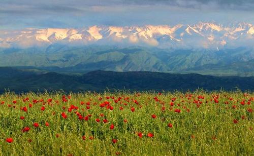 风光摄影:又到天山花红时