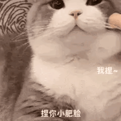肥肥猫表情包3捏你小肥脸