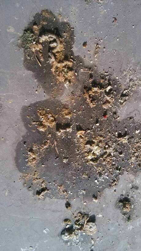 求专业人士,看看图片,该如何治疗鸽子水便?